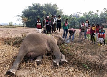 মাৰ্ঘেৰিটাত মাতৃ বন্যহস্তীৰ ৰহস্যজনক মৃত্যু: