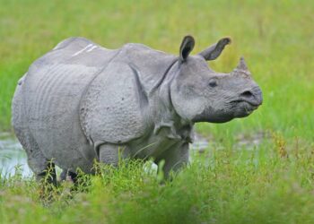 Rhino returns to evicted forest in Assam:
