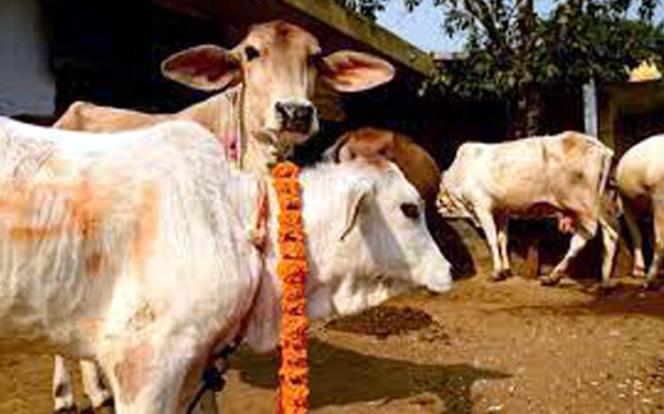 ছয়গাঁৱৰ উকিয়াম পথত ১১টা গৰু জব্দ, আটক ৬ 1 ঘৰত গোবৰৰ আৱৰণ দিলে পাৰমাণৱিক বিকিৰণ জব্দ হয়! গুজৰাটৰ আদালতৰ পৰ্যবেক্ষণ