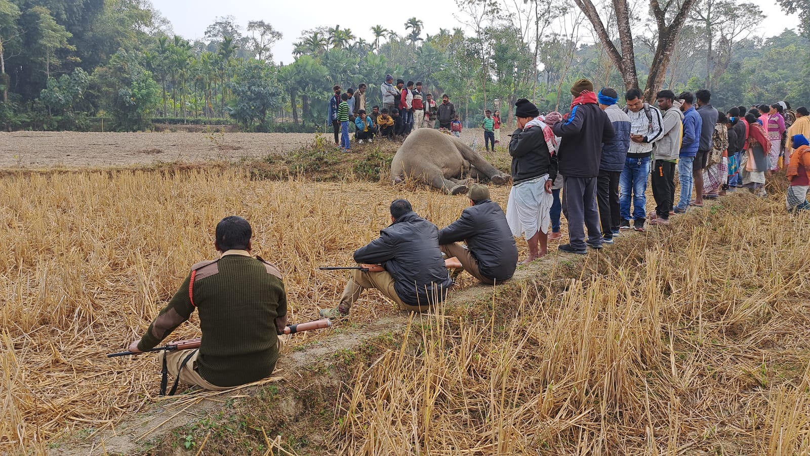 মাৰ্ঘেৰিটাত মাতৃ বন্যহস্তীৰ ৰহস্যজনক মৃত্যু: 3 হাতী-মানুহৰ সংঘাত
