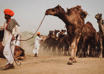 Camel was beaten to death : উন্মাদ হৈ মালিকৰ মূৰ কামুৰি হত্যা ! ৰাজস্থানত গণপ্ৰহাৰত উটৰো মৃত্যু