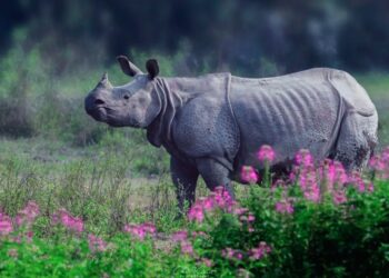 Kaziranga Rhino Dead! কাজিৰঙা ৰাষ্ট্ৰীয় উদ্যানত পুনৰ গঁড় হত্যাঃ খৰ্গ লৈ পলায়ন চোৰাং চিকাৰীৰ-