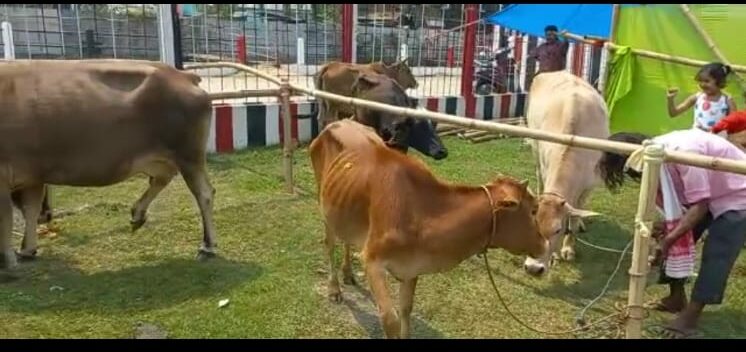 Bihu celebrations in Diphu I ডিফুত ৩০ সংখ্যক বেচিক কলনি বিহু উদযাপন সমিতিৰ উদ্যোগত সমূহীয়া গৰু গা-ধোওৱা পৰ্ব উদযাপন 3 গৰু গা-ধোওৱা পৰ্ব উদযাপন: