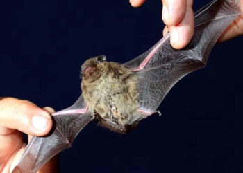 Death of bats I তীব্ৰ উত্তাপত মৃত্যু কমেও আঠটা বাদুলি, ‘অশুভ সংকেত’ত আতংকিত বাসিন্দাসকল