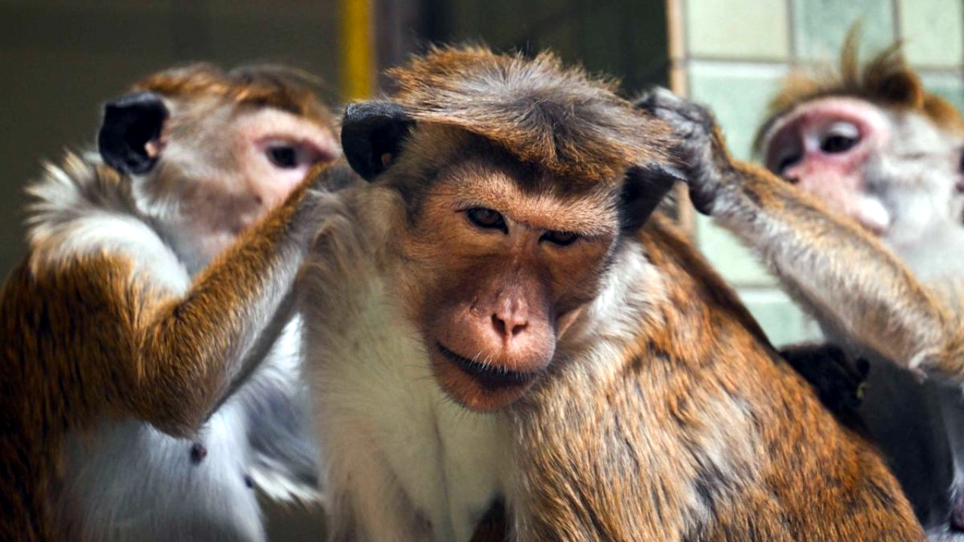চীনা কোম্পানী