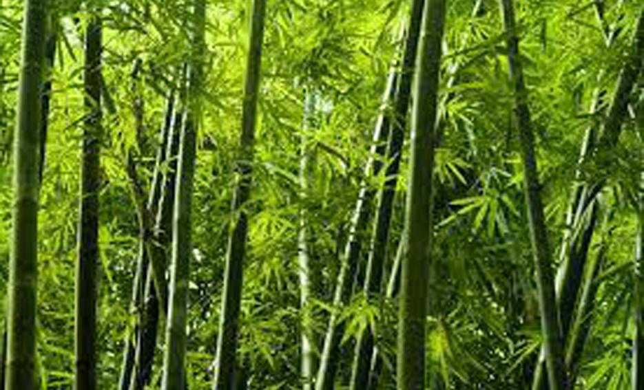 গ্ৰীণ হাইড্ৰোজেন’ : 
