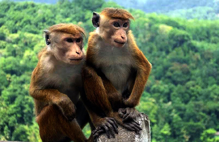 Extinct monkeys I চীনা কোম্পানীক ১ লাখ বিলুপ্তপ্রায় বান্দৰ গতাব শ্রীলঙ্কাই, পৰিবেশবিদৰ আপত্তি