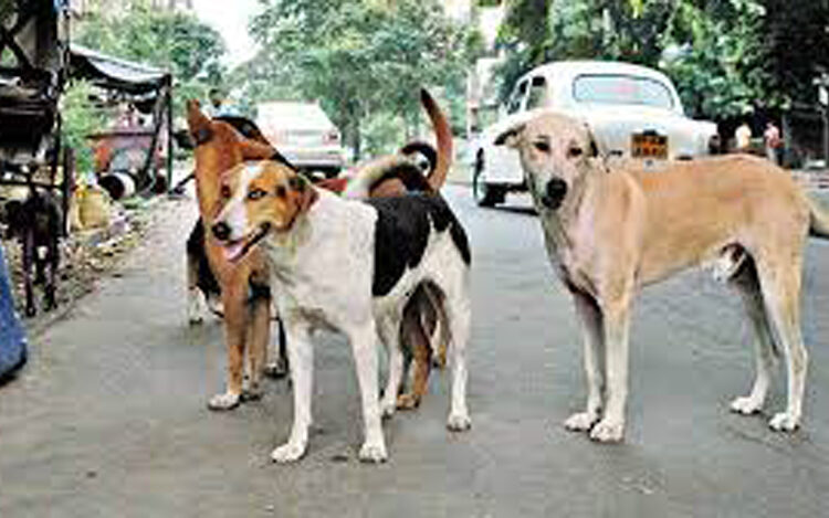 Street Dogs I ভয়ঙ্কৰ ঘটনা! অঘৰী কুকুৰে ঘৰৰ পৰা উঠাই নি ভক্ষণ কৰিলে শিশুকন্যা