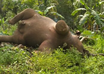 Lightning suspected of killing Elephants I চন্দ্ৰপুৰত বন্যহস্তীৰ মৃতদেহ উদ্ধাৰ,বিদ্যুৎ পিষ্ট হৈ মৃত্যুৰ সন্দেহ