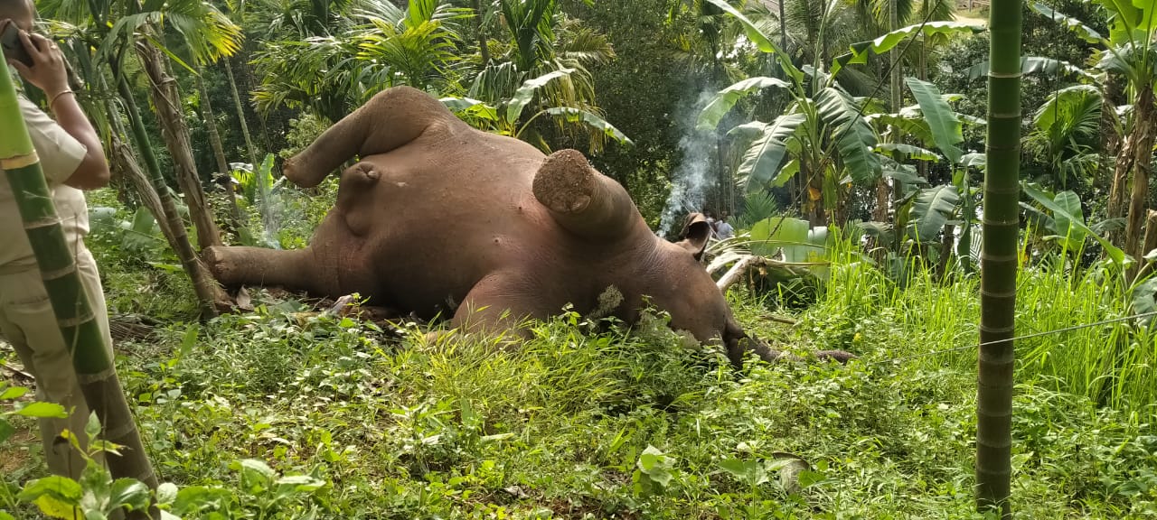 বন্যহস্তীৰ মৃতদেহ উদ্ধাৰ