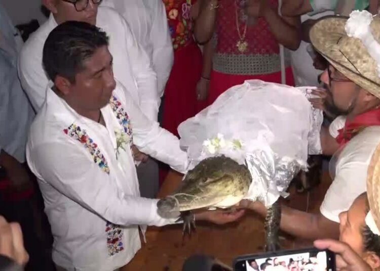 Mayor marries crocodile I ঘৰিয়ালক বিয়া কৰালে মেয়ৰে: ক’ত কিয়?