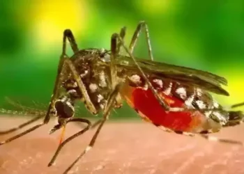 Dengue in Diphu I ডিফুত ডেংগুৰ সমান্তৰালকৈ চকু ৰঙা পৰা ৰোগঃ ডিফুৰ সকলো শিক্ষানুষ্ঠান বন্ধৰ ঘোষণা 