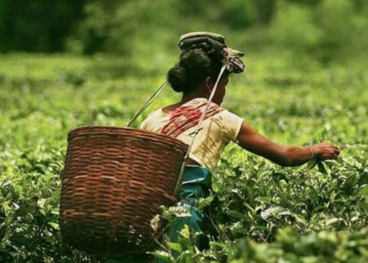 Check illegal blending to protect Darjeeling tea : CAG I দাৰ্জিলিং চাহৰ গুণগত মান সন্দৰ্ভত কেগৰ প্ৰতিবেদন 1 Check illegal blending to protect Darjeeling tea : CAG I দাৰ্জিলিং চাহৰ গুণগত মান সন্দৰ্ভত কেগৰ প্ৰতিবেদন
