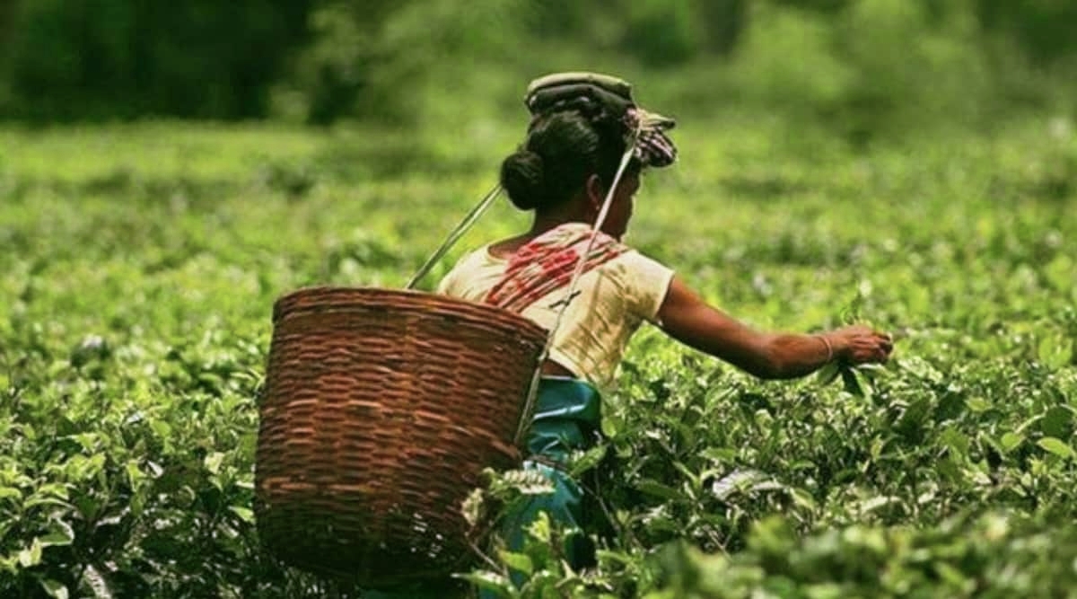 Check illegal blending to protect Darjeeling tea : CAG I দাৰ্জিলিং চাহৰ গুণগত মান সন্দৰ্ভত কেগৰ প্ৰতিবেদন 3 দাৰ্জিলিং চাহ