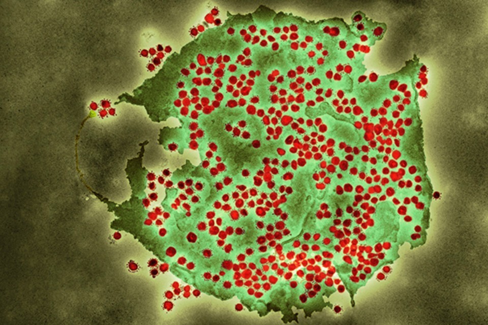 Monitoring the Emergence of Covid-19 Variant 