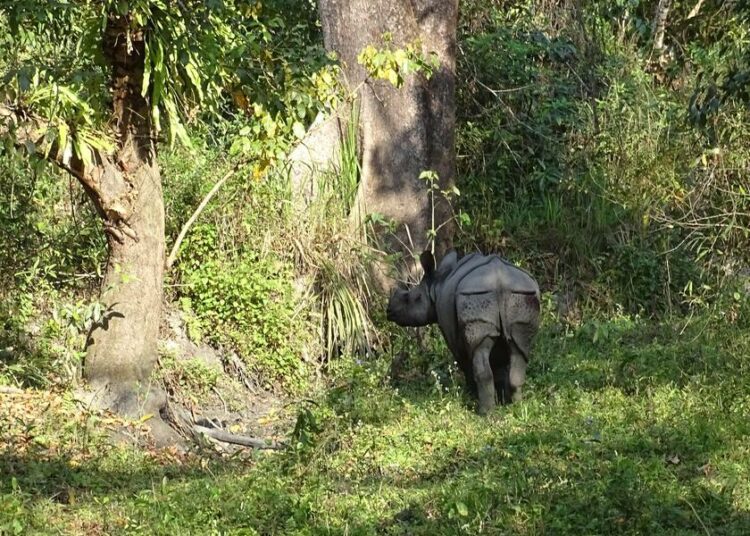 “Smugglers Busted: Rangers and Officials of Manas National Park Uncover Rhino Horns, Elephant Tusks, and Tiger Bones”