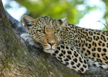 A leopard was rescued from the ONGC campus in Sivasagar, Assam. 8 A leopard was rescued from the ONGC campus in Sivasagar, Assam.
