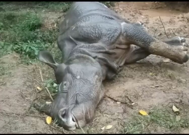 Kaziranga National Park I কাজিৰঙা ৰাষ্ট্ৰীয় উদ্যানৰ এটি গঁড়ৰ মৃত্যু, চিকিৎসাৰ অভাৱত মৃত্যু গঁড়টোৰ-