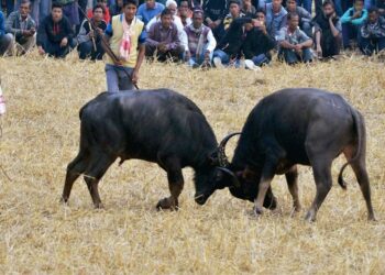 Guwahati High Court Orders Suspension of Buffalo Fights in Assam: