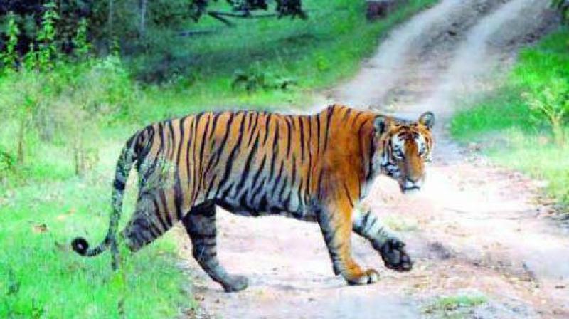 Kaziranga's 2024 Tiger Census: A Beacon of Hope for Conservation