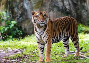 Kaziranga’s 2024 Tiger Census: A Beacon of Hope for Conservation