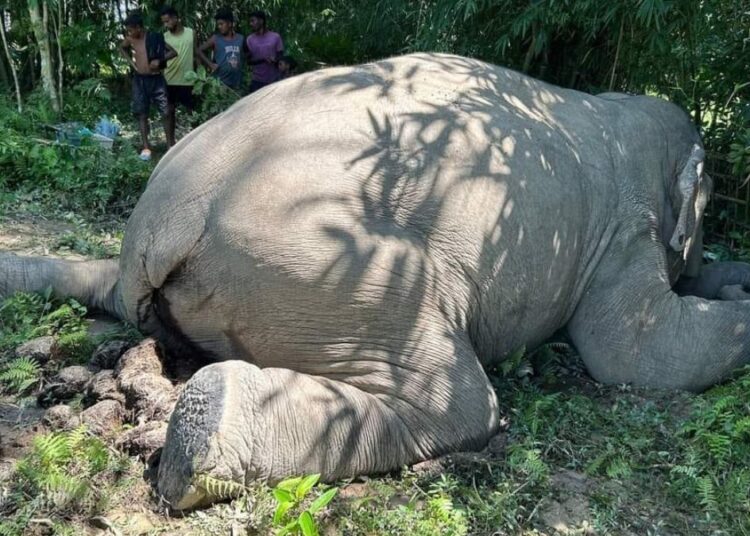 Heartbreaking Tragedy: Rising Concerns as Another Majestic Elephant Dies in Assam’s Digboi Village