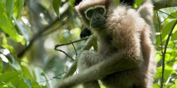 Breaking News: Centre Greenlights Vital Oil Exploration in Assam’s Beloved Hoolock Gibbon Sanctuary
