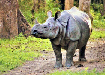 Triumph in Assam as Authorities Capture 4 Notorious Rhino Poachers, Seize Deadly Weapons!