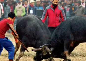 Gauhati High Court’s Landmark Decision Ends Buffalo and Bulbul Fights in Assam