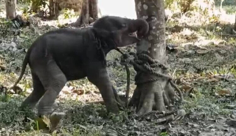 Heartwarming Rescue: Abandoned Elephant Calf Finds Hope and Safety in Sonitpur
