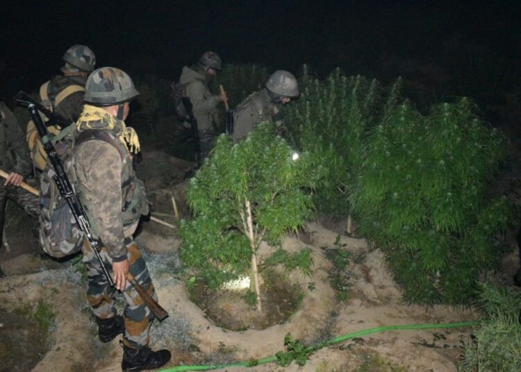 Assam Rifles Triumphantly Eradicates Illegal Rs 3.5 Crore Cannabis Plantation in Tripura 1 Assam Rifles Triumphantly Eradicates Illegal Rs 3.5 Crore Cannabis Plantation in Tripura