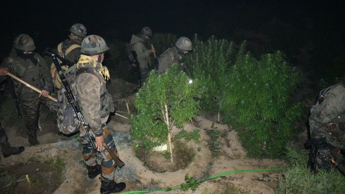 Assam Rifles Triumphantly Eradicates Illegal Rs 3.5 Crore Cannabis Plantation in Tripura 3 Assam Rifles Triumphantly Eradicates Illegal Rs 3.5 Crore Cannabis Plantation in Tripura