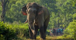 Tragic Incident I Two Wild Elephants Electrocuted in west Karbi Anglong 3 Tragic Incident I