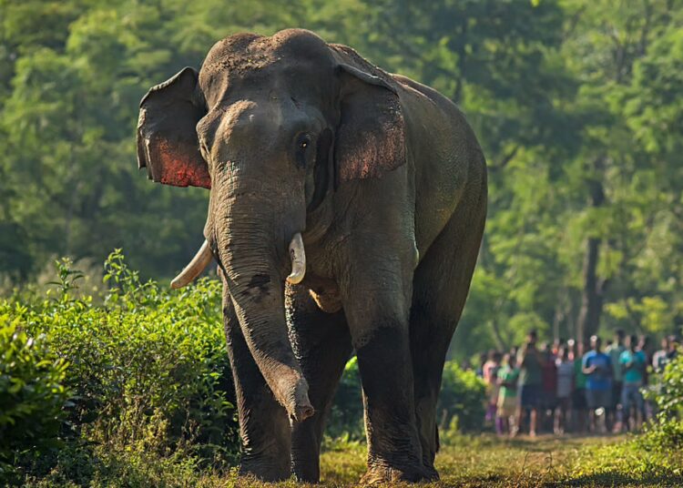 লালমাটি, বালিজানত হাতী-মানুহৰ সংঘাত! হাতীৰ গছকত প্ৰাণবায়ু উৰি গ'ল এজন ৪৫ বছৰীয়া লোকৰ 1 Tragic Loss: Beloved Elephant’s Life Cut Short by Suspected Electrocution in Sonitpur
