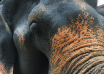 Tragic Loss: Beloved Elephant’s Life Cut Short by Suspected Electrocution in Sonitpur