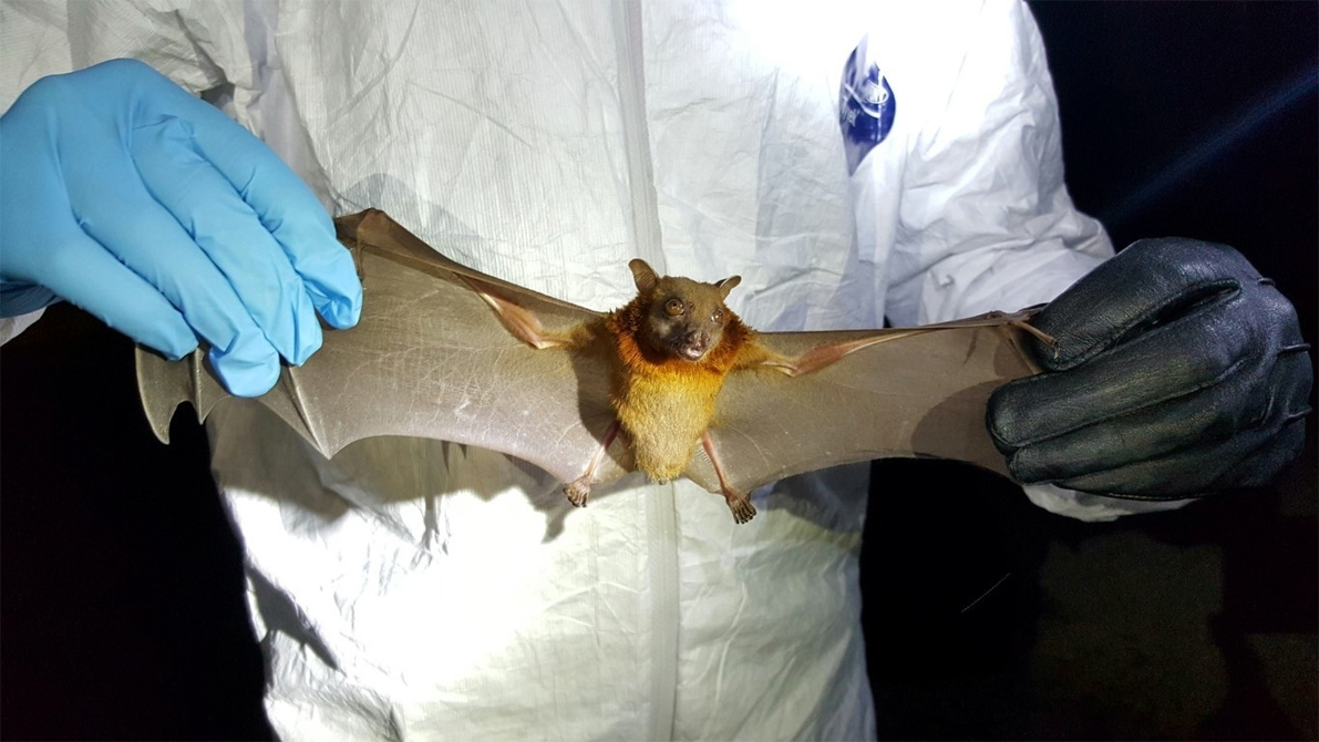 bat 1 | ASSAM TIMES POST