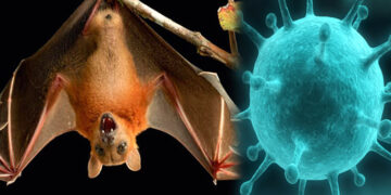 Bat coronavirus : চীনৰ য়ুহানত নতুন ভাইৰাছ, পুনৰ আহিব নেকি ভয়ংকৰ বিপদ?