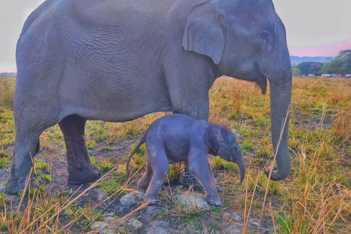 Joyful News from Kaziranga: Newborn Elephant Calf Gauri Enters the Wild 3 Joyful News from Kaziranga: Newborn Elephant Calf Gauri Enters the Wild