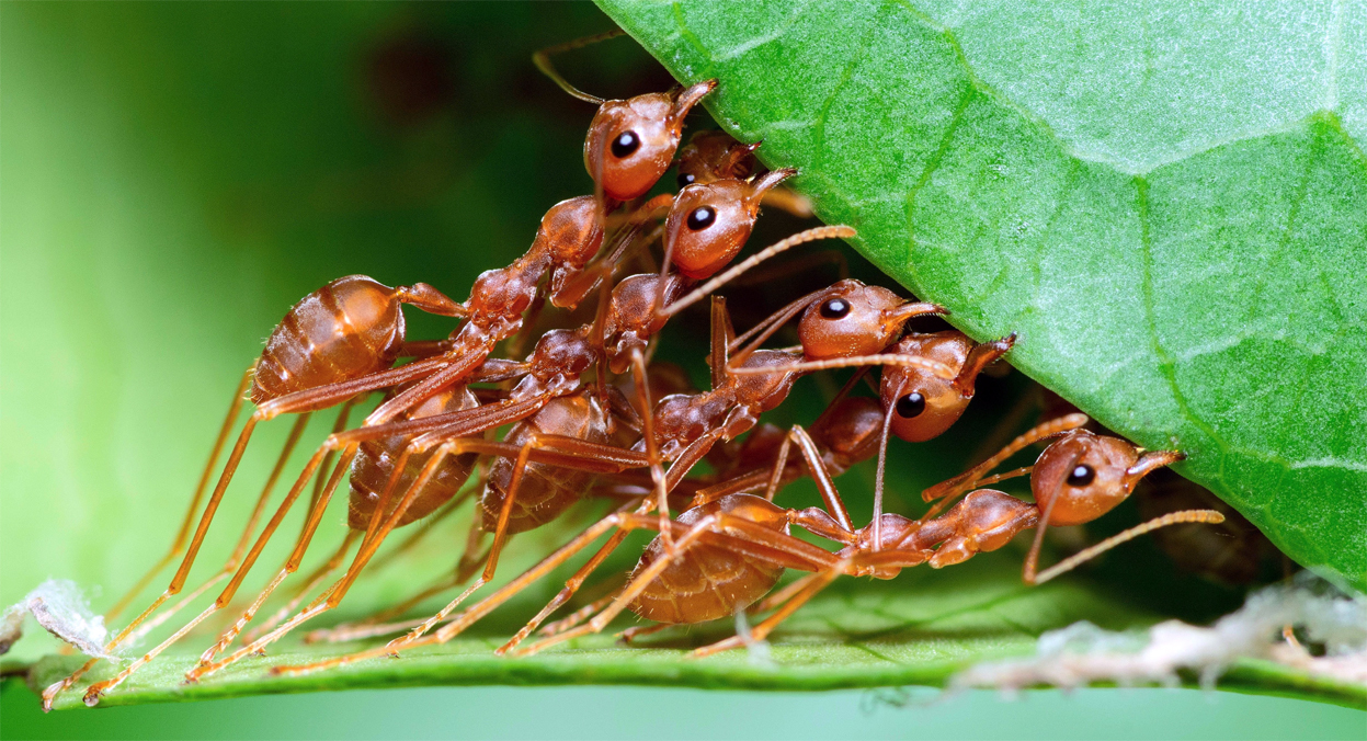 Ants 1 | ASSAM TIMES POST