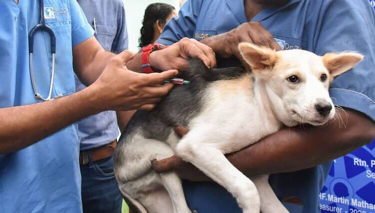 Rabies Outbreak in Manipur I Deadly Crisis Engulfs Hundreds in Fear and Desperation 1 Rabies Outbreak in Manipur I Deadly Crisis Engulfs Hundreds in Fear and Desperation