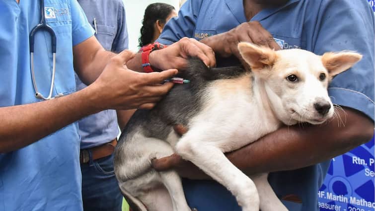 Rabies Outbreak in Manipur I Deadly Crisis Engulfs Hundreds in Fear and Desperation 3 Rabies Outbreak in Manipur I