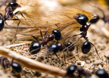 Ants Population : পৃথিৱীত কিমান প্ৰজাতিৰ পৰুৱা আছে ? বিজ্ঞানীয়ে কি কয়