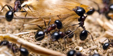 Ants Population : পৃথিৱীত কিমান প্ৰজাতিৰ পৰুৱা আছে ? বিজ্ঞানীয়ে কি কয়