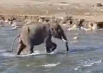 Tragic Lightning Strike Claims Life of Young Elephant in Tripura