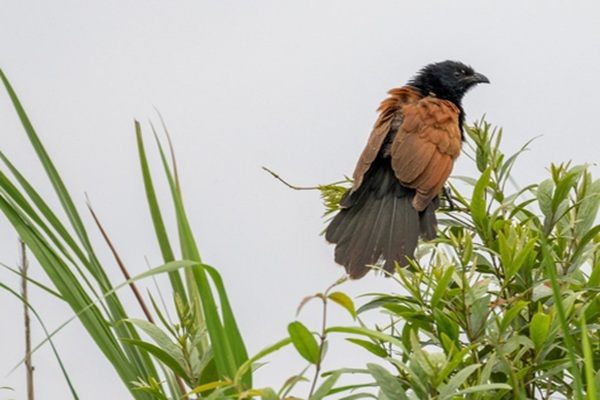 Discover the Rich Biodiversity: First Grassland Bird Survey in Kaziranga 3 Discover the Rich Biodiversity: First Grassland Bird Survey in Kaziranga