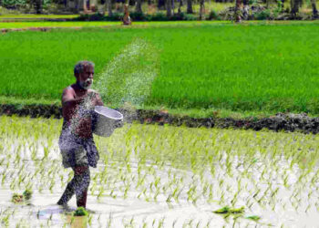 Rice production : বৰ্ধিত উষ্ণতা আৰু বায়ু প্ৰদূষণ : ২০৩৫ চনৰ ভিতৰত দিশৰ কিছু অংশত ধানৰ উৎপাদন ৭৫ শতাংশলৈকে হ্ৰাসৰ সম্ভাৱনা 4 Rice production : বৰ্ধিত উষ্ণতা আৰু বায়ু প্ৰদূষণ : ২০৩৫ চনৰ ভিতৰত দিশৰ কিছু অংশত ধানৰ উৎপাদন ৭৫ শতাংশলৈকে হ্ৰাসৰ সম্ভাৱনা